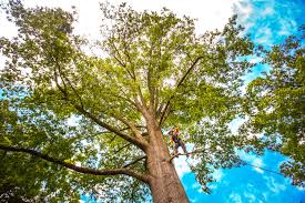 Best Lawn Grading and Leveling  in Brewster, NY