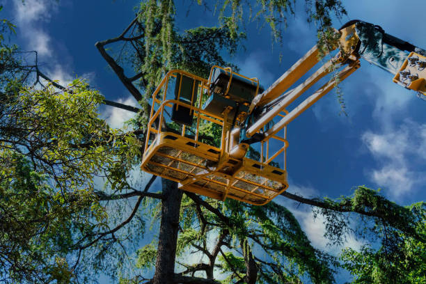  Brewster, NY Tree Services Pros