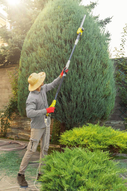 Best Palm Tree Trimming  in Brewster, NY