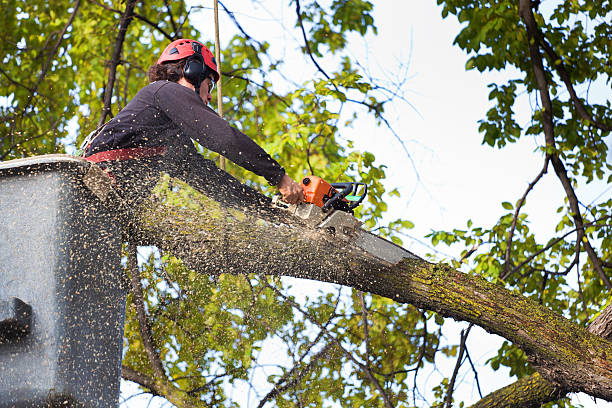 Best Organic Lawn Care Solutions  in Brewster, NY